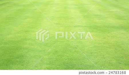 Green grass background 24783168