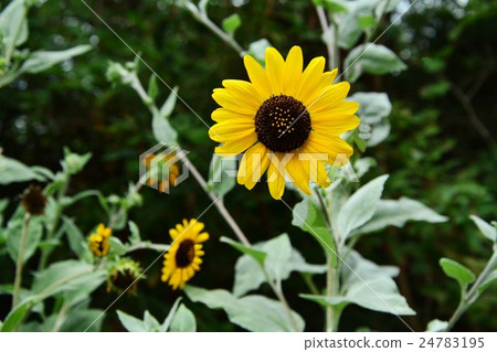 Shirotae sunflower 24783195