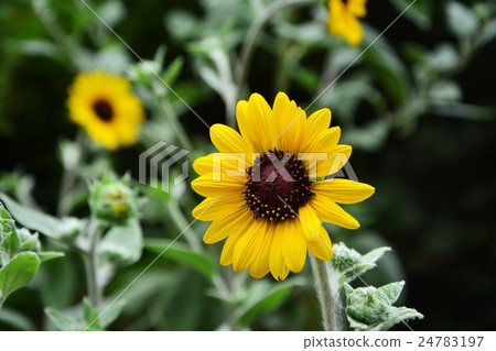 Shirotae sunflower 24783197