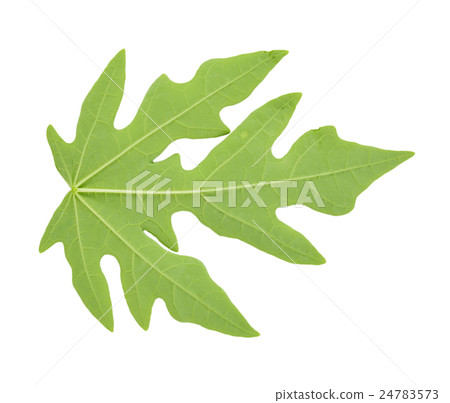 Papaya leaf isolated on white background 24783573