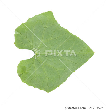Coccinia grandis leaf isolated on white background 24783574