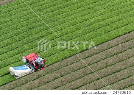 收穫茶奈良市田原地區 收穫茶奈良市田原地區 24783610