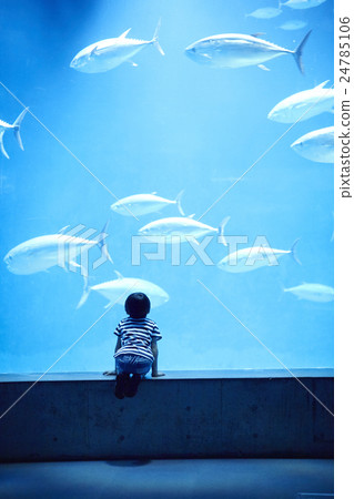 水族館男孩肖像 水族館男孩肖像 24785106