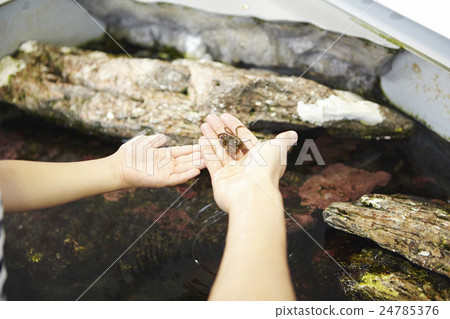 Aquarium Contact Experience 24785376