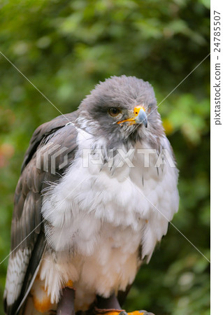 Taka Hakusaku Department Harris Hawk 24785507