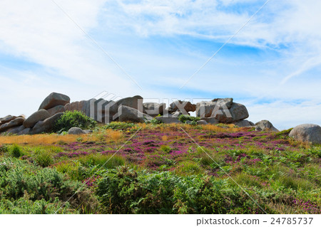 Rose colored granite coast of Plumanac in the Brittany region Rose colored granite coast of Plumanac in the Brittany region 24785737