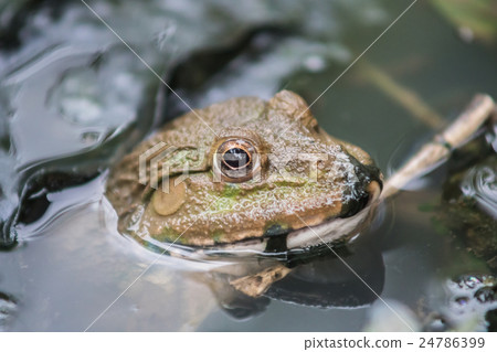a frog in the water 24786399
