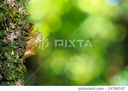cicada shell 24786597
