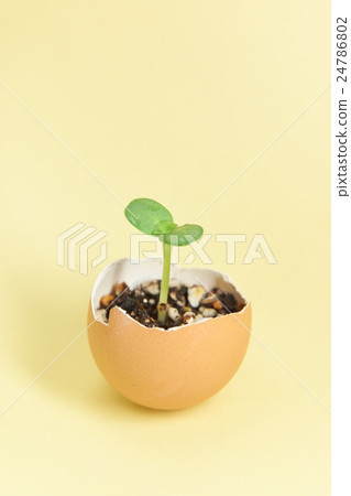 從回收的蛋殼中發芽的雙葉芽的生態圖像 24786802