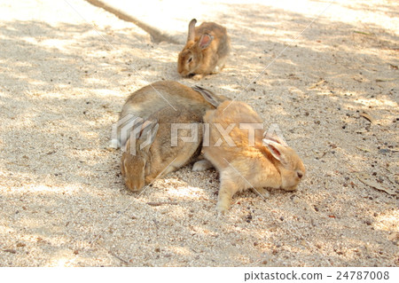 Okunojima兔子 24787008