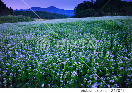 Soba field in full bloom full of moonlight Shooting widely at wide angle Nara Prefecture Sakurai City Kasa district Soba field in full bloom full of moonlight Shooting widely at wide angle Nara Prefecture Sakurai City Kasa district 24787153