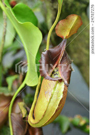 Nepenthes villosa, monkey pitcher plant Nepenthes villosa, monkey pitcher plant 24787276