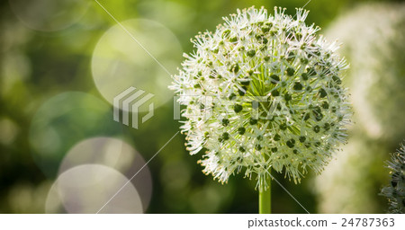 Beautiful White Allium circular globe shaped Beautiful White Allium circular globe shaped 24787363