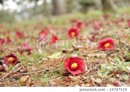 山茶花'Konwabisuke'山茶花' 24787529