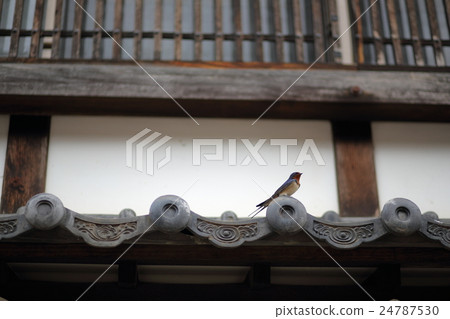 燕子和日本人的房子 燕子和日本人的房子 24787530