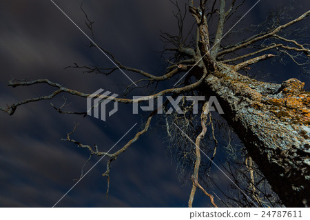 Old scary dry tree Old scary dry tree 24787611