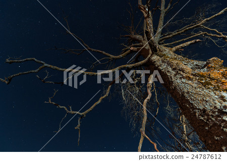 Old scary dry tree Old scary dry tree 24787612