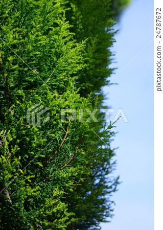 Monterey cypress gold crest 24787672