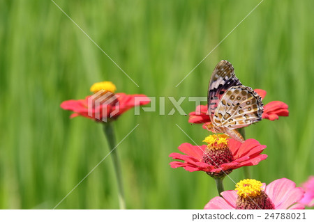 百日草和Zumaroba hyoutmon 百日草和Zumaroba hyoutmon 24788021