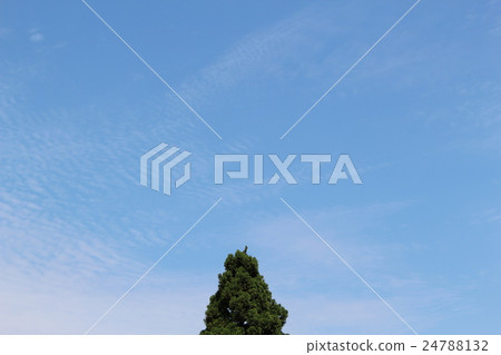 Trees and sky 24788132