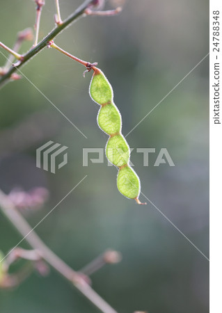 The fruit of Alecidopsis haigi 24788348