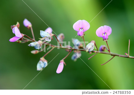 Red purple flower Alecid nubito Hagi Red purple flower Alecid nubito Hagi 24788350