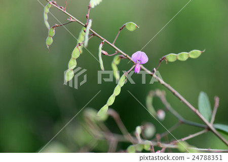 A fresh fruit is attached A fresh fruit is attached 24788351