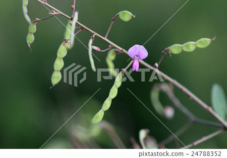 Flowers and fruits of Alecidnus beetle 24788352