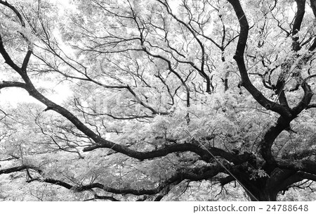 Giant Monkey Pod Tree 24788648