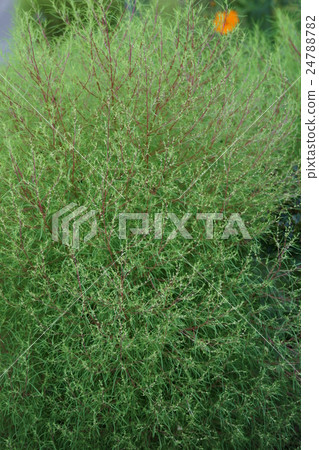 It is called a broom tree Kokia. Hana language is "couple husband" 24788782