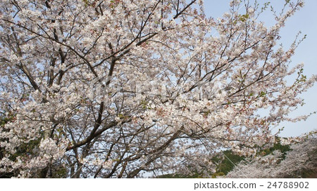 Cherry Blossoms Cherry Blossoms 24788902