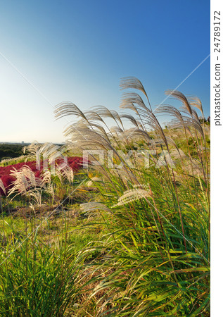 A group of blue sky and Suzuki 24789172