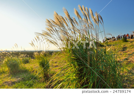 A group of blue sky and Suzuki 24789174