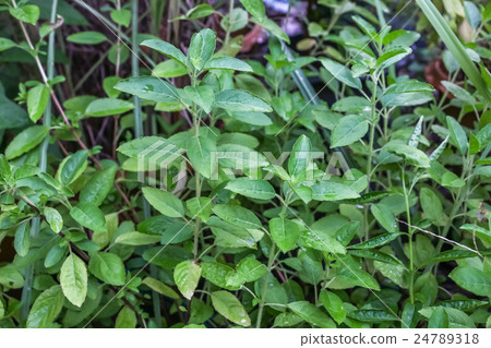 close up green basil leaf on green basil tree 24789318