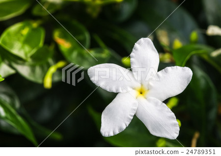 Ervatamia or Gardenia white flowers is blossom 24789351