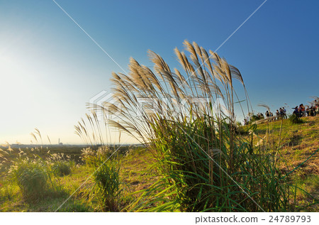 A group of blue sky and Suzuki 24789793
