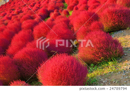 Autumn leaves Kokia 24789794