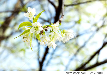 White wild Himalayan cherry blooming 24789809