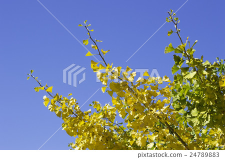 Colored leaves of ginkgo 24789883