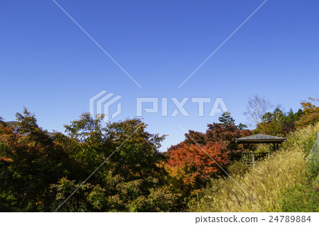 Autumn leaves 24789884