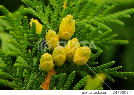 Nioba的葉子和果實 24790084