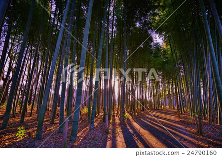黃昏的竹林 24790160
