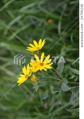 Flowering Jerusalem artichoke Flowering Jerusalem artichoke 24790246