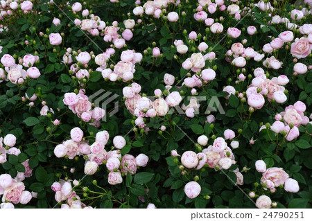 玫瑰（Macrantha·Robbliter）Sakaki Chikumagawa玫瑰園 24790251