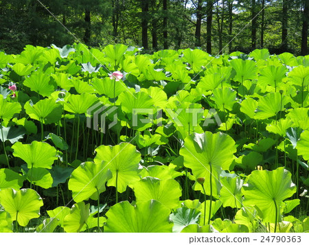 弘前城堡植物園蓮花 24790363
