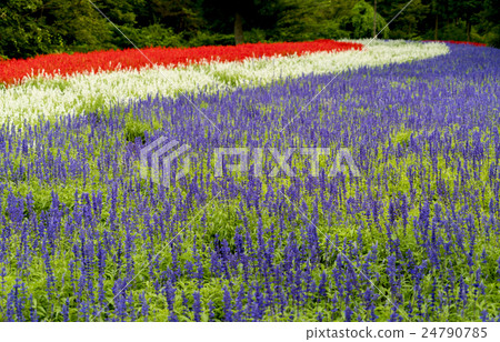 花園 花園 24790785