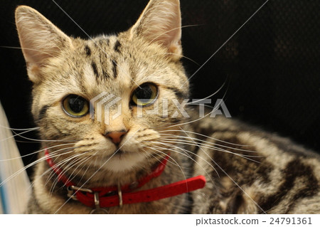 American Short Hair Ameshaw Brown Tabby Stock Photo 24791361