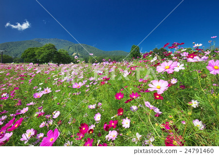 黑澤高原的宇宙 24791460