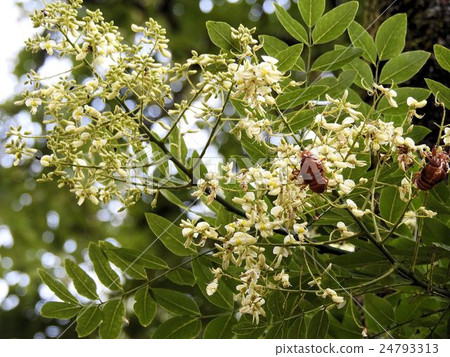 Enju's flower / Showa memorial park 24793313