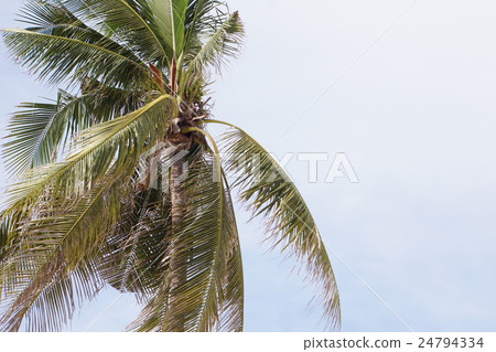 海灘，南部國家（海灘，熱帶國家的形象）的形象 24794334